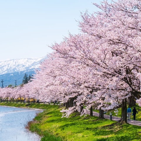 صور: ما السر وراء تواجد شجرة أزهار الكرز اليابانية في كندا؟