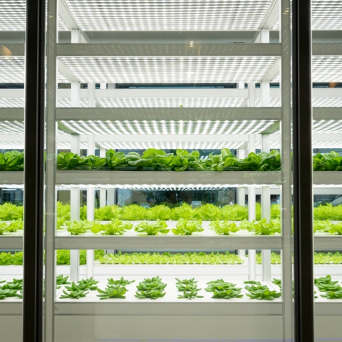 Photo: The UAE is the first Arab country to adopt vertical farms
